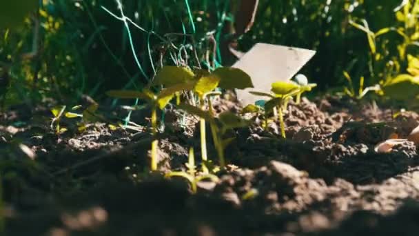 Komkommer spruiten in de grond, de vrouw onkruid de grond vervolgens te planten — Stockvideo