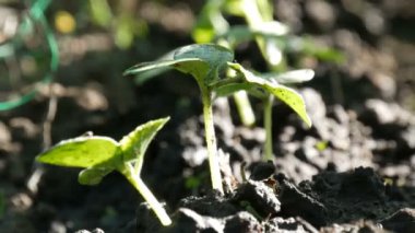 Genç lahanası sadece germinated salatalık tesisleri bir toprakta görünümü kapatmak