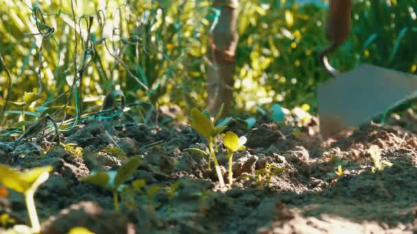 Cucumber sprouts in the ground, the woman weeds the ground next to plant — Stock Video
