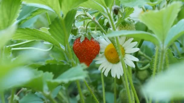 Vackra mogna saftiga jordgubbar på en buske bredvid en kamomill — Stockvideo