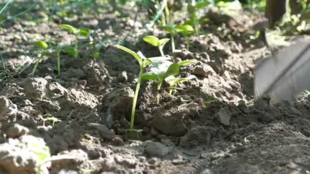 Komkommer spruiten in de grond, de vrouw onkruid de grond vervolgens te planten — Stockvideo