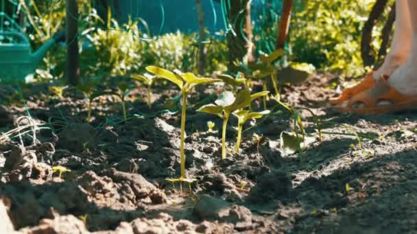 Choux de concombre dans le sol, la femme désherbe le sol à côté de la plante — Video