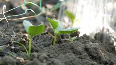 Küçük yeşil filiz salatalık filiz bir sulama olabilir sprey sulanan toprakta görünümü kapatın