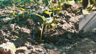 Salatalık toprağa filizlenir, kadın sonraki bitki için zemin weeds