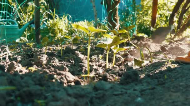 Komkommer spruiten in de grond, de vrouw onkruid de grond vervolgens te planten — Stockvideo