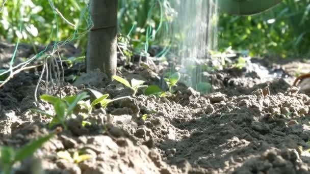 Brotos de pepino em águas subterrâneas que fluem das latas de rega do jardim, vista de perto — Vídeo de Stock