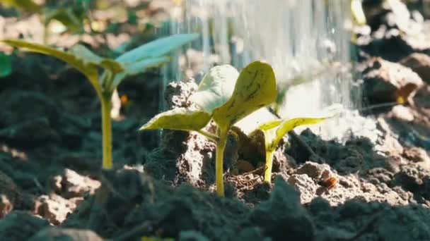 Gurkenkeime im Grundwasser, das aus den Gießkannen des Gartens strömt, Nahsicht — Stockvideo