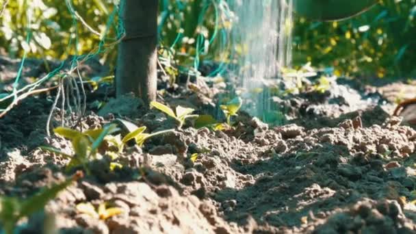 Gurkenkeime im Grundwasser, das aus den Gießkannen des Gartens strömt, Nahsicht — Stockvideo