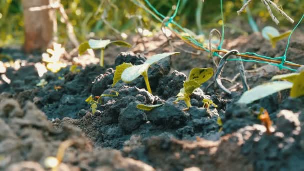 Primer plano de riego brote de pepino. Gotas cayendo sobre la planta. Agricultura y agricultura — Vídeo de stock