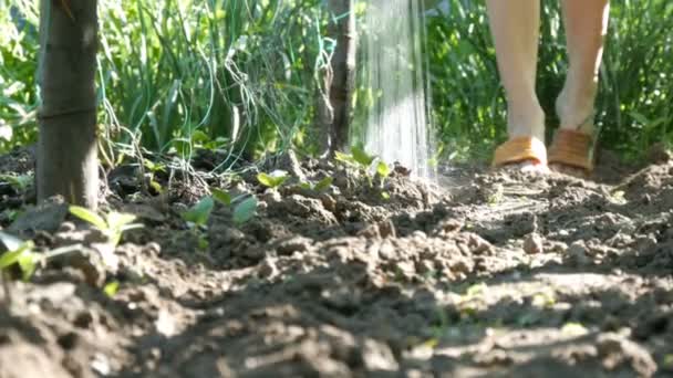 Frau gießt Jungpflanzen im Garten, Wasserstrahlen aus der Gießkanne fließen in den Boden — Stockvideo