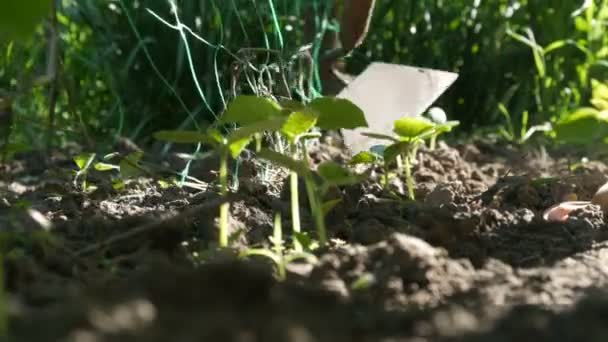 Cucumber sprouts in the ground, the woman weeds the ground next to plant — Stock Video