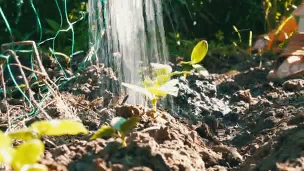 Yakın çekim shot sulama salatalık Filiz. Bitki üzerinde düşen bırakır. Tarım ve tarım — Stok video