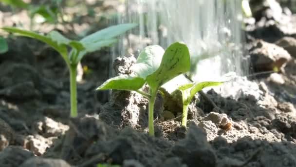 Close-up shot of watering cucumber sprout. Drops falling on the plant. Farming and agriculture — Stock Video