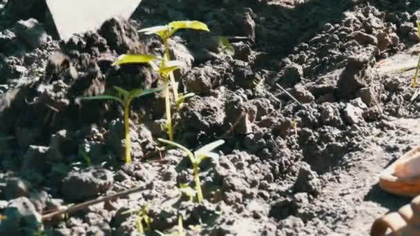 Gros plan sur l'arrosage du germe de concombre. Gouttes tombant sur la plante. Agriculture et agriculture — Video