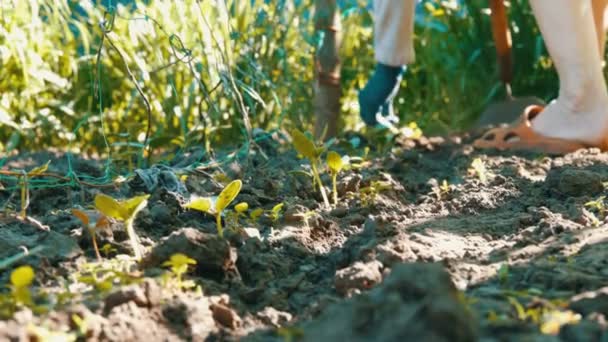 Gurken sprießen in der Erde, die Frau jätet den Boden neben der Pflanze — Stockvideo