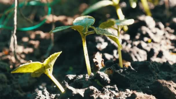 Молоді паростки просто проросли рослини огірків в грунті крупним планом — стокове відео