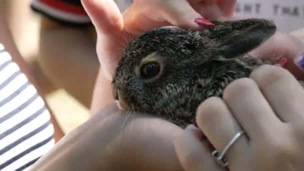 Girl is holding a small wild hare in her hands — Stock Video
