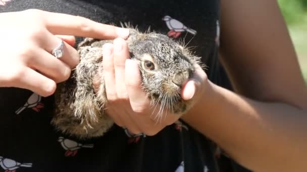 Girl is holding a small wild hare in her hands — Stock Video