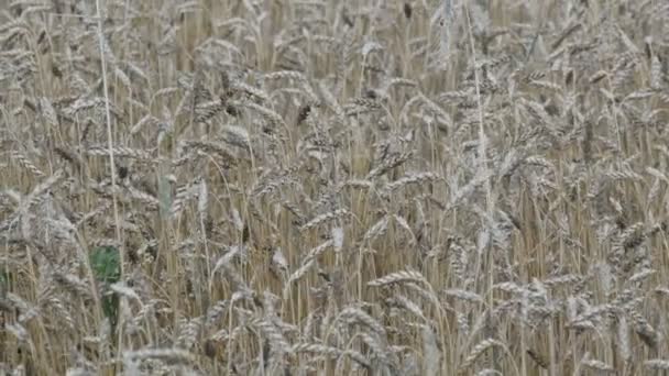 Vackra fält av moget vete, spikelets av vete svajar i vinden — Stockvideo