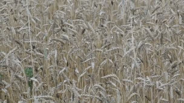 Beau champ de blé mûr, épillets de blé balancent dans le vent 
