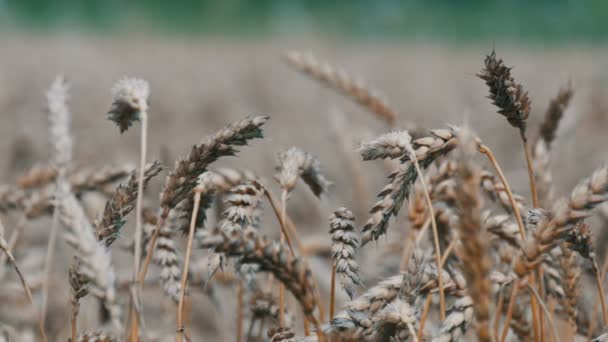 Mooi gebied van rijpe tarwe, spikelets van tarwe zwaaien in de wind — Stockvideo