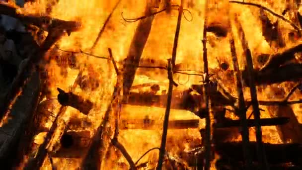 Pyrande rykande träd som släcker brandmannen med vatten. Brand i skogen — Stockvideo