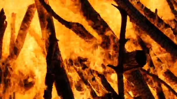 Високий вогонь з гілок дерев. Вогонь у лісі — стокове відео