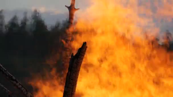 Высокий огонь с ветвей деревьев. Пожар в лесу — стоковое видео