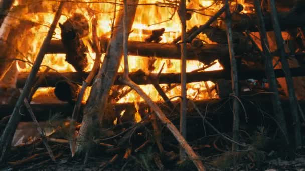 Smeulende fuming bomen die de brandweerman met water blussen. Brand in bos — Stockvideo