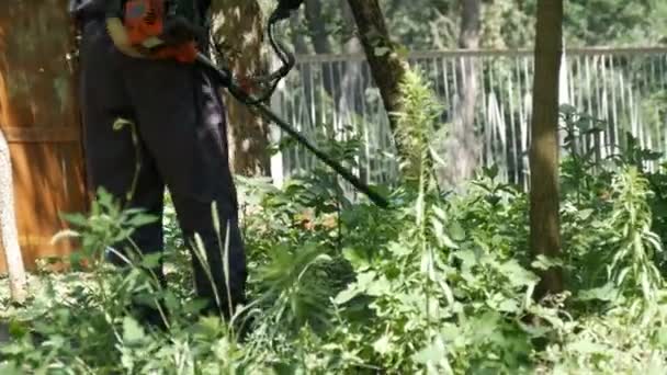 Чоловік косить дику траву, вирощену з газонокосаркою — стокове відео