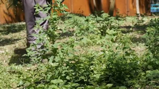 Uomo falciare erba selvatica erba coltivata con un tosaerba — Video Stock