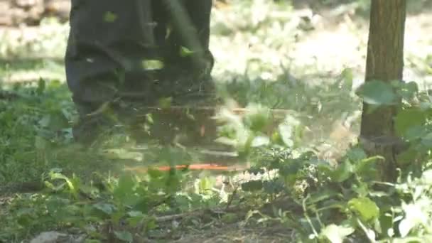 Muž sekání divoké trávy pěstované trávě s sekačky — Stock video