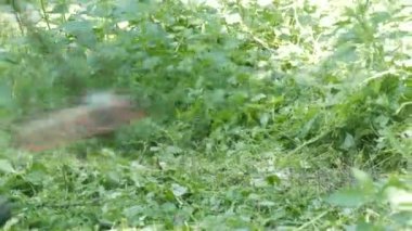 Çim kesme Park taşınabilir çim biçme makinesi ile