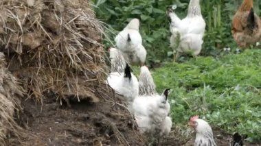 Çeşitli tavuk ve horozlar köyü yakınındaki kompost yığını sebze bahçesinde etrafında koşmak