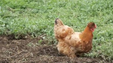 Çeşitli tavuk ve horozlar köyü yakınındaki kompost yığını sebze bahçesinde etrafında koşmak