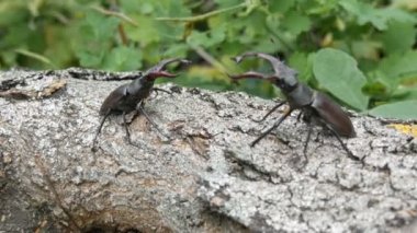 İki büyük geyik böcekleri Lucanus cervus ağaç sürüngen. Ormanın içinde nadir böcekler