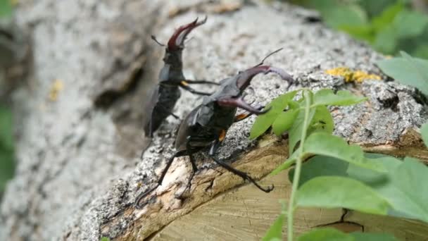 两只大鹿甲虫 Lucanus 鹿沿树爬行 森林中的稀有甲虫 — 图库视频影像