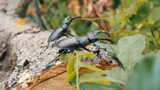 Dos grandes escarabajos ciervos Lucanus cervus se arrastran a lo largo del árbol. Escarabajos raros en el bosque — Vídeos de Stock