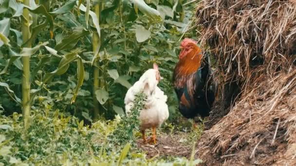 Variedad de pollos y gallos en el huerto del pueblo, cerca de la pila de compost — Vídeo de stock