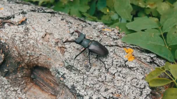 Two big deer beetles Lucanus cervus creep along tree. Rare beetles in the forest — Stock Footage Two big deer beetles Lucanus cervus creep along tree. Rare beetles in the forest Royalty Free Stock Footage
