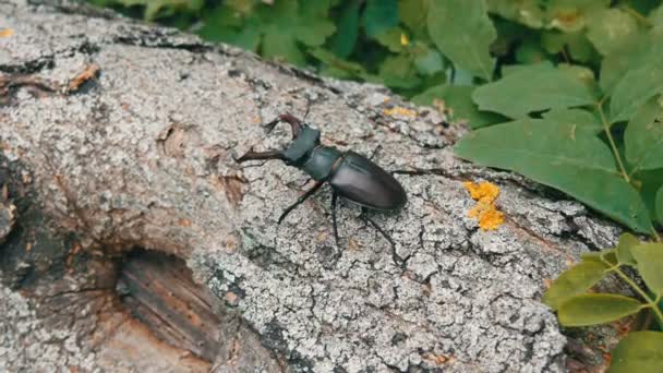 Dos grandes escarabajos ciervos Lucanus cervus se arrastran a lo largo del árbol. Escarabajos raros en el bosque — Vídeo de stock