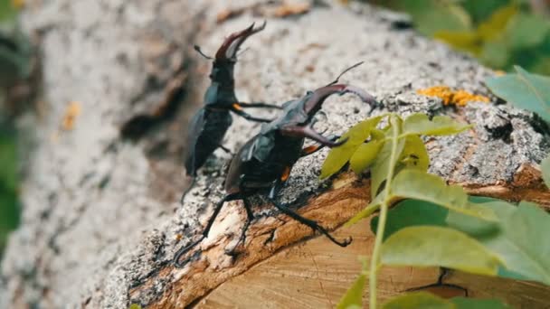 Két nagy szarvas bogarak Lucanus cervus vánszorogni fa. Az erdő ritka bogarak — Stock videók