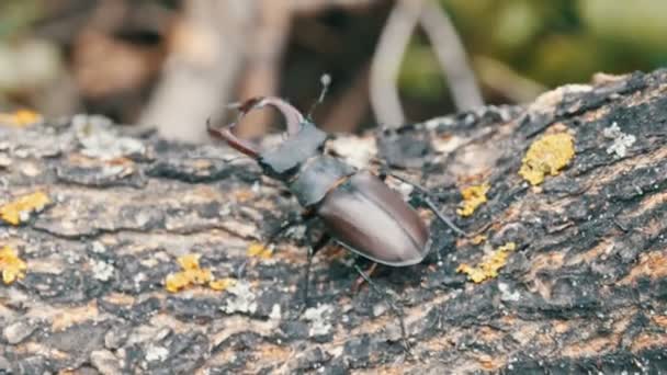 Großer Käfer lucanus cervus kriecht an Baumrinde entlang. — Stockvideo