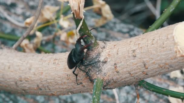 Большой жук Lucanus cervus ползает по коре дерева . — стоковое видео