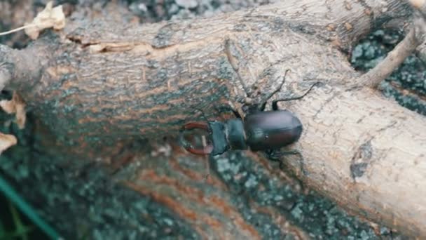 Großer Käfer lucanus cervus kriecht an Baumrinde entlang. — Stockvideo