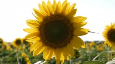 Yaz alanında büyük güzel ayçiçeği görünümü kapatın