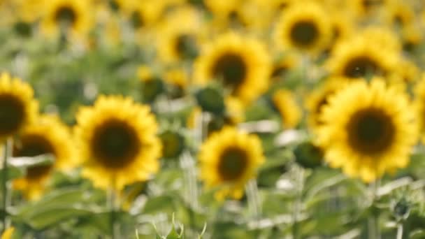 Hermosos girasoles amarillos en el campo en el cálido día de verano — Vídeos de Stock