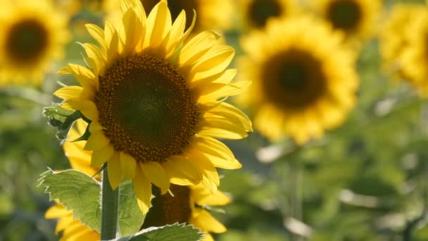 Piękne żółte słoneczniki w pole na ciepły, letni dzień — Wideo stockowe