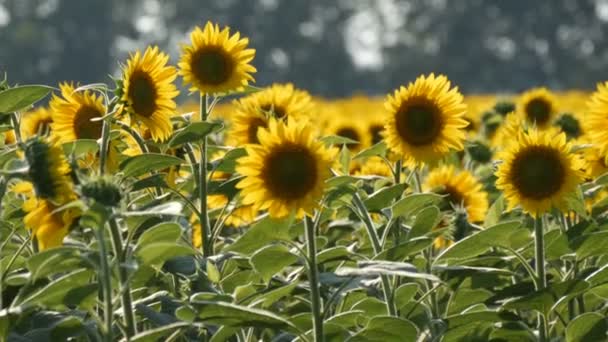 Sıcak yaz gününde alanında güzel sarı ayçiçeği — Stok video