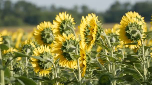 Schöne gelbe Sonnenblumen auf dem Feld an einem warmen Sommertag — Stockvideo